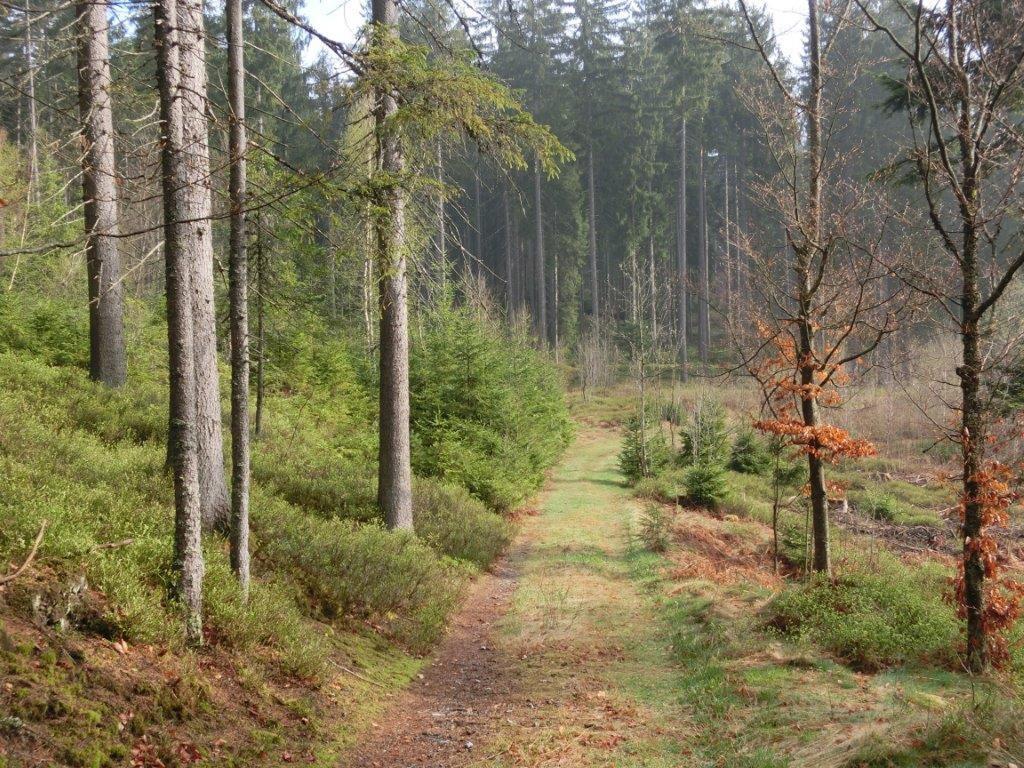 Pension Fohlenhof Фрауенау Екстер'єр фото