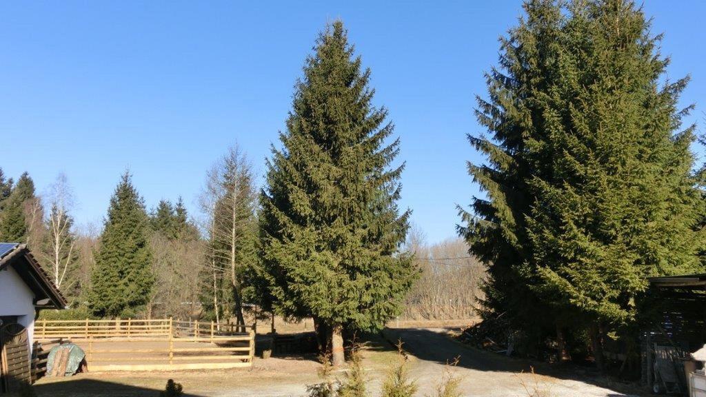 Pension Fohlenhof Фрауенау Екстер'єр фото